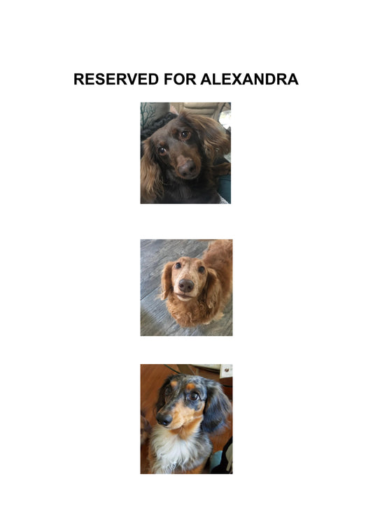 Dachshunds for Alexandra